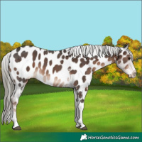 Horse Color:Liver Chestnut Mushroom Sabino Tobiano Appaloosa 