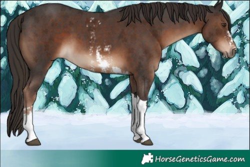 Horse Color:Liver Chestnut Sabino Tobiano 