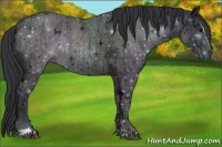 Horse Color:Black Ice Sabino Rabicano 