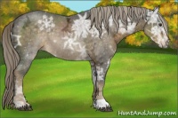 Horse Color:Chocolate Palomino Ice 