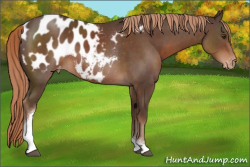 Horse Color:Liver Chestnut Tobiano Appaloosa 