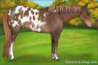 Horse Color:Liver Chestnut Tobiano Appaloosa 