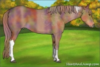 Horse Color:Nacre Liver Chestnut Tobiano