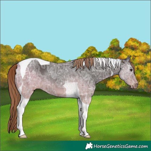 Horse Color:Liver Chestnut Ice Tobiano
