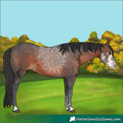 Horse Color:Brown Ice Sabino 