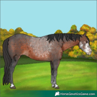 Horse Color:Brown Ice Sabino 