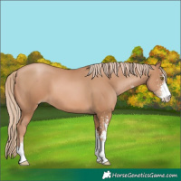 Horse Color:Chestnut Pearl Sabino