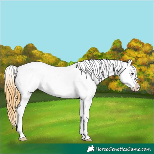 Horse Color:Smoky Grullo Roan Sabino Appaloosa 