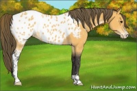 Horse Color:Buckskin Sabino Blanket Rabicano 