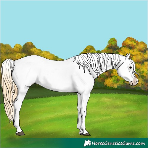 Horse Color:Buckskin Tobiano Appaloosa 