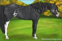 Horse Color:Black Sabino Rabicano 