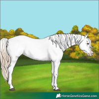 Horse Color:White Spotted Chestnut Tobiano Snowcap 