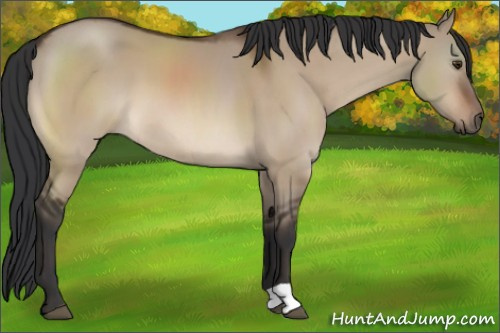 Horse Color:Brown Dun 