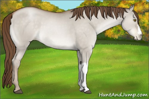 Horse Color:Brown Pearl Dun 
