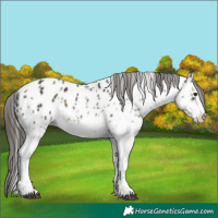 Horse Color:White Spotted Buckskin Appaloosa 