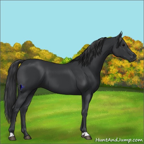 Horse Color:Black 