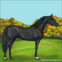 Horse Color:Black 