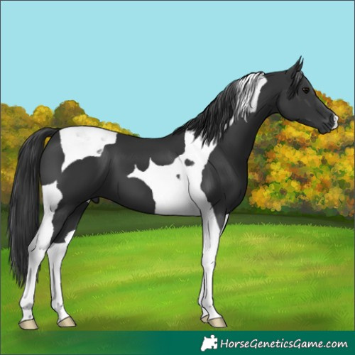 Horse Color:Black Tobiano 