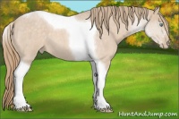 Horse Color:Perlino Roan Tobiano 