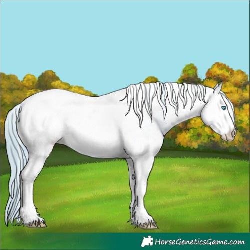 Horse Color:Watercolor White Spotted Buckskin Pearl Appaloosa 