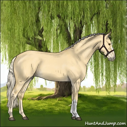 Horse Color:Palomino Dun 