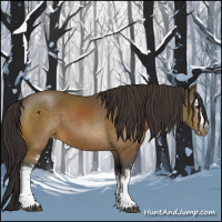 Horse Color:White Spotted Buckskin Appaloosa