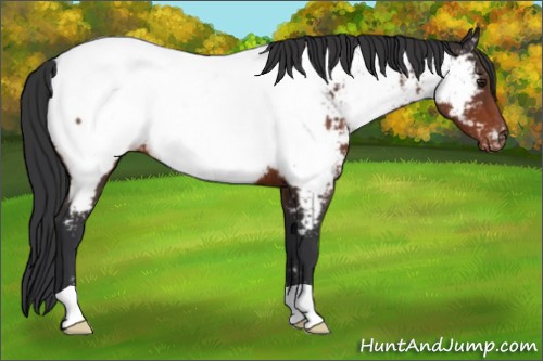 Horse Color:Brown Appaloosa Rabicano 