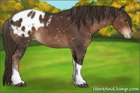 Horse Color:Liver Chestnut Tobiano Blanket Rabicano 