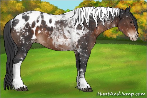 Horse Color:Brown Tobiano Appaloosa 