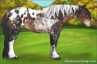 Horse Color:Brown Tobiano Appaloosa 