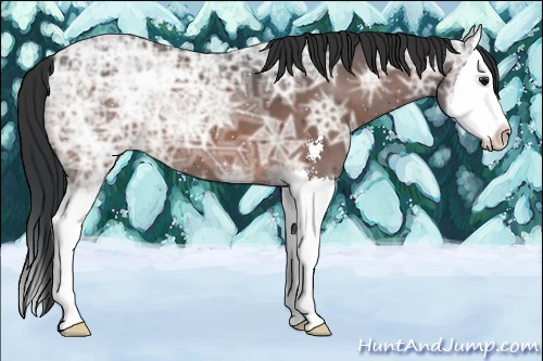 Horse Color:Brown Ice Sabino Splash 