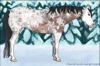 Horse Color:Brown Ice Sabino Splash 