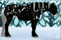 Horse Color:White Spotted Liver Chestnut Ice Splash Leopard 