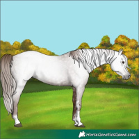 Horse Color:Gray Chestnut Sabino 