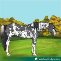Horse Color:White Spotted Black Sabino