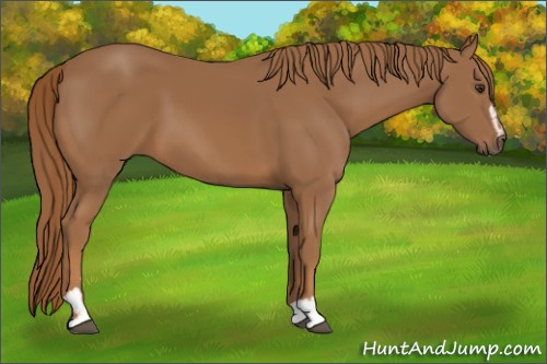 Horse Color:Chestnut Sabino