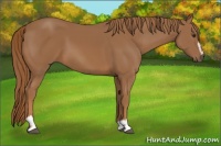 Horse Color:Chestnut Sabino 