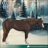 Horse Color:Liver Chestnut 