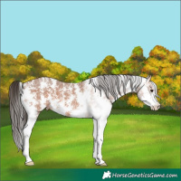 Horse Color:Bay Sabino 