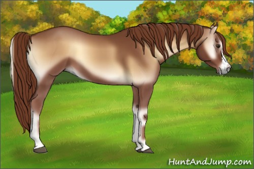 Horse Color:Red Onyx 