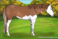 Horse Color:Chestnut Splash 