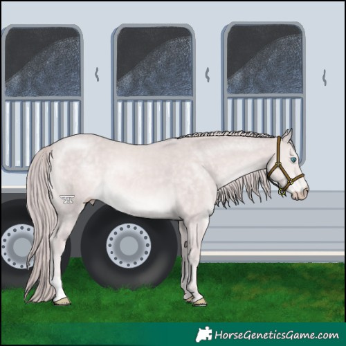 Horse Color:Platinum Chocolate Perlino 