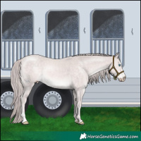 Horse Color:Platinum Chocolate Perlino 