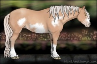 Horse Color:Silver Amber Champagne Frame 