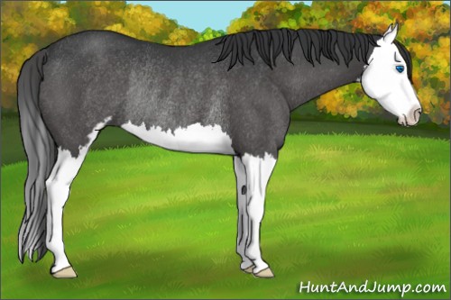 Horse Color:Platinum Black Sabino Splash Rabicano 