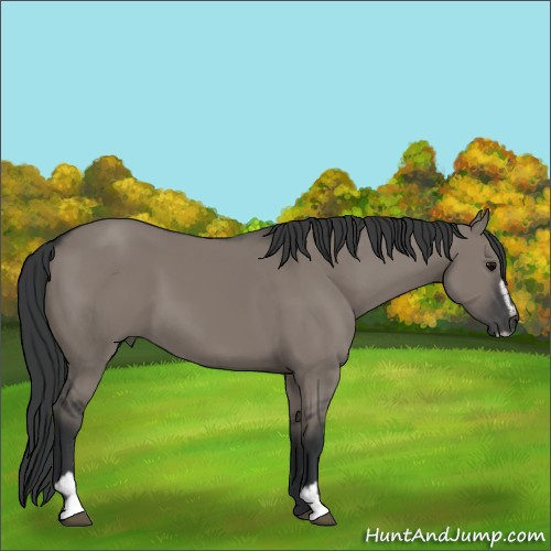 Horse Color:Grullo Sabino