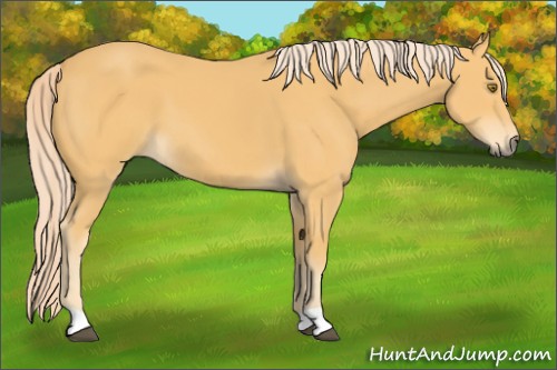 Horse Color:Palomino 
