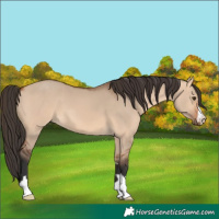 Horse Color:Bay Dun 