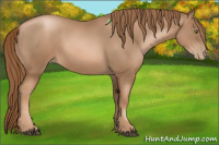 Horse Color:Liver Chestnut Pearl 