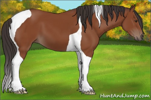 Horse Color:Bay Tobiano 